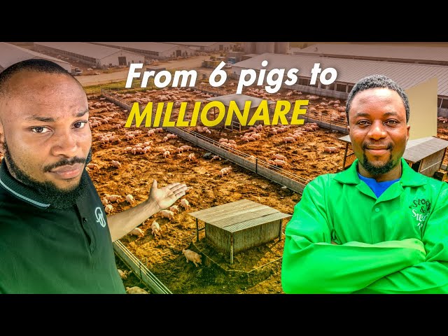 How He Started His Pig Farming Journey With 6 Pigs