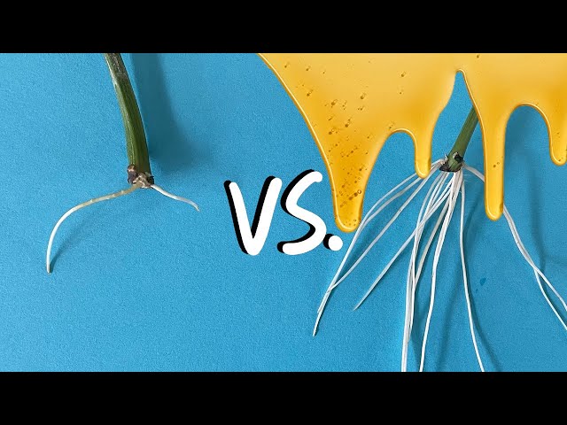 Does Honey Help Rooting? Natural rooting hormones