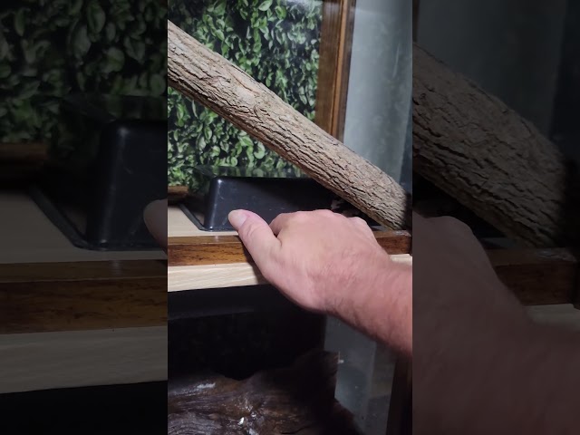 Perfect DIY Hutch Snake Enclosure #snakevideo #snake enclosure #reptile habitat #intrepidexotics