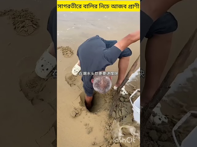 সমূদ্রপাড়ে বালির তলে একি উঠে আসলো😱#shorts #youtubeshorts #facts