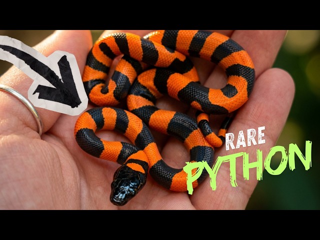 Cribos, Ringed Pythons, and False Water Cobras