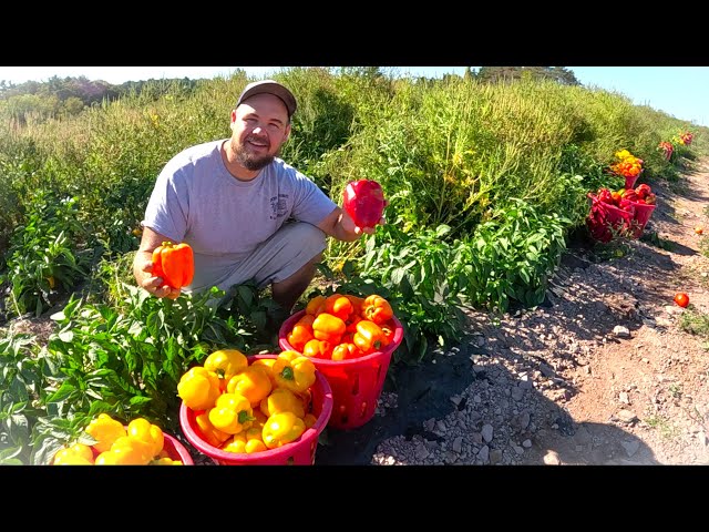 The HARVEST on our Vegetable Farm