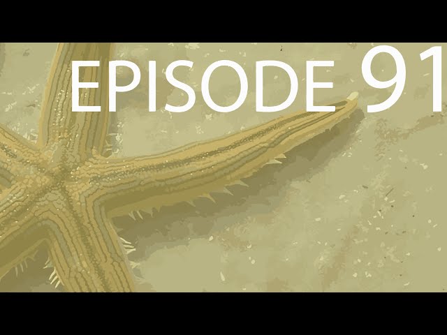 Episode 91 - Echinoderms
