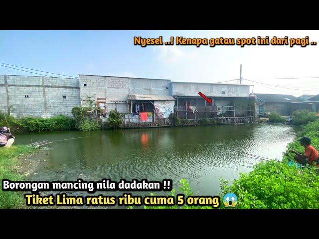 Ini baru mantap ..! Borongan mancing ikan nila dadakan tiket Gope cuma 5 orang doang ..!?