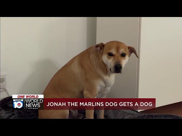 Meet Jonah, the dog who went viral for wanting a hot dog at the Marlins game