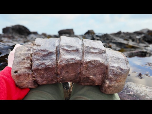 Unearthed! Massive Ichthyosaur Vertebrae Found on Beach | Fossil Reveal & Polished Bone Showcase