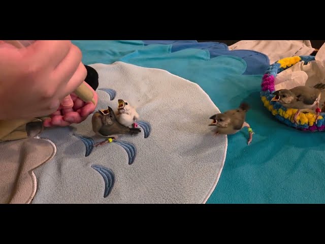Java finches scramble (Day 25)
