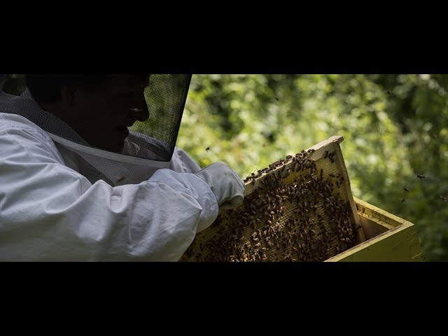 360 Video: The forced zen of beekeeping