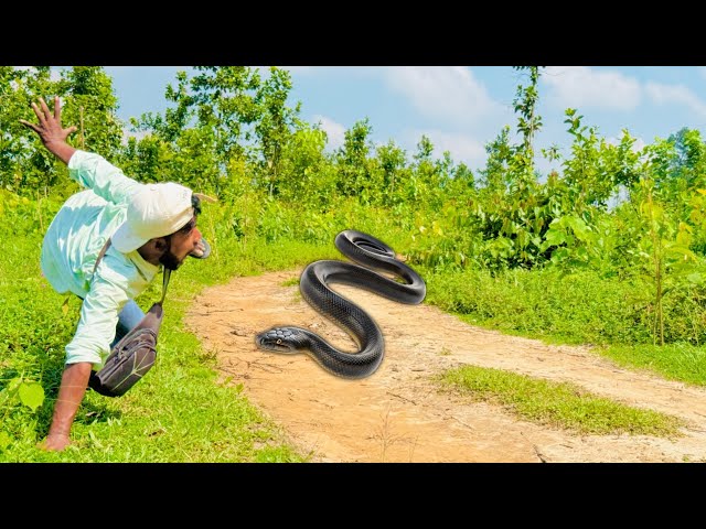 Anaconda Snake Attack Boys In Forest | An Anaconda Snake Attack Brief Story