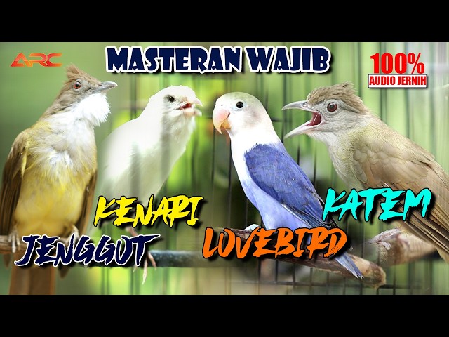 KOMBINASI MASTERAN JUARA | CUCAK JENGGOT - KENARI - KAPAS TEMBAK - LOVE BIRD 