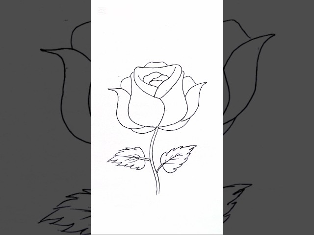 BEAUTIFUL ROSE FLOWER DRAWING 🌹...#rose #flowers #drawing #drawingtutorials #shorts #status #viral