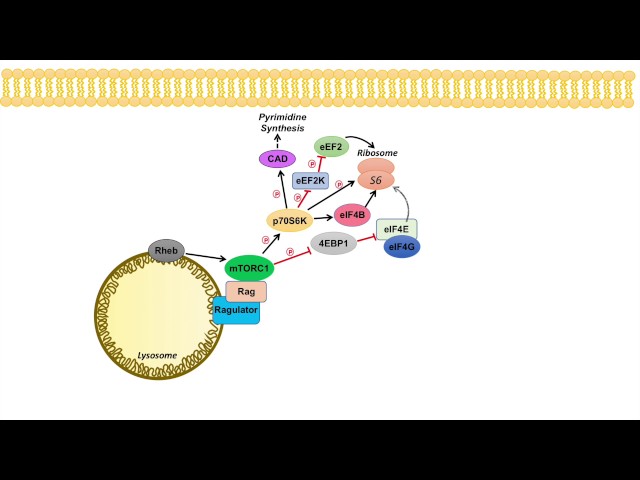 mTOR Signaling Pathway: mTOR Complexes, Regulation and Downstream effects