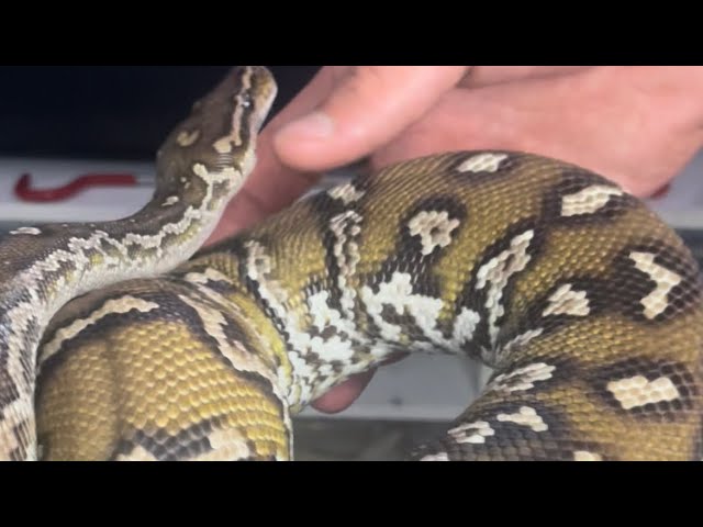 Angolan Python Collection: All females post lock