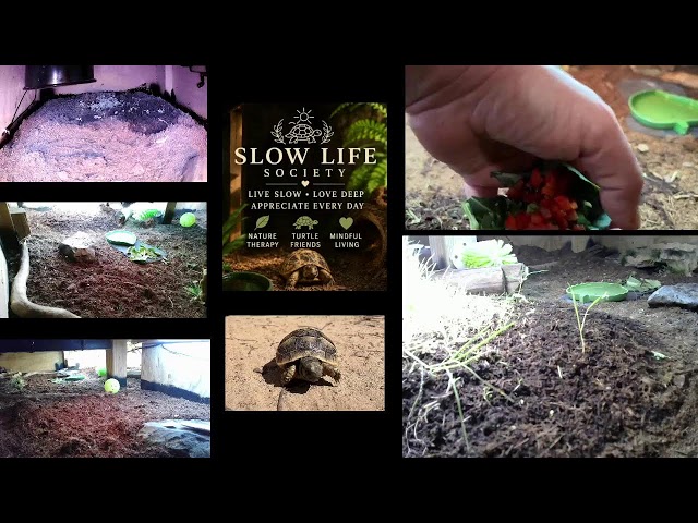 Slow Life Society