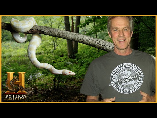 Ball Python Origins: What You Don't Know