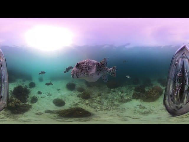 Relaxing Giant Puffer Encounter 360 VR
