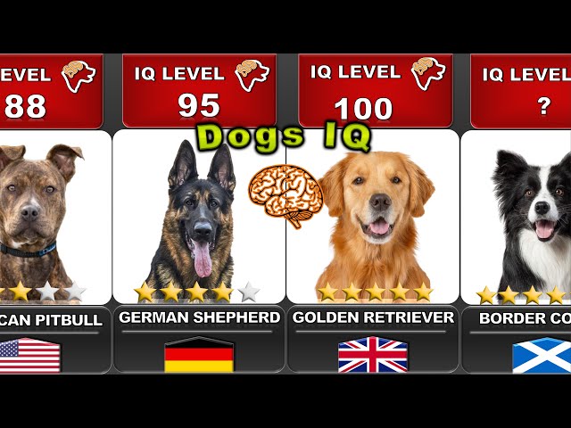 COMPARING THE INTELLIGENCE OF ALL DOGS 🐶  | "IQ LEVELS" |