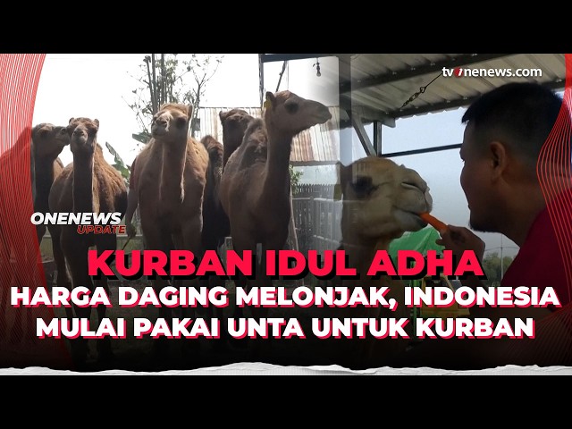 Indonesia Mulai Ganti Hewan Kurban Jadi Unta Imbas Harga Daging Sapi Meroket | OneNews Update