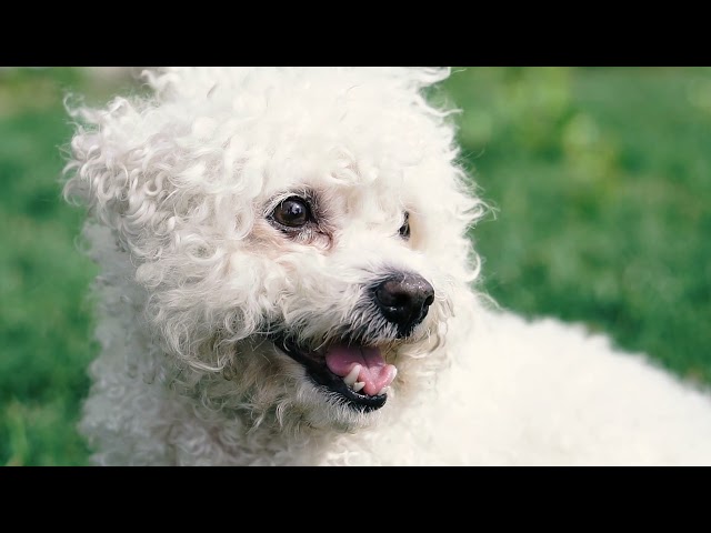 Wildlife relaxing video