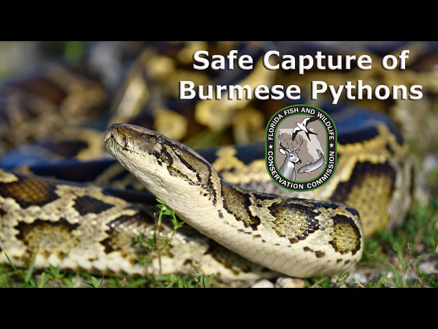 Safe Capture of Burmese Pythons