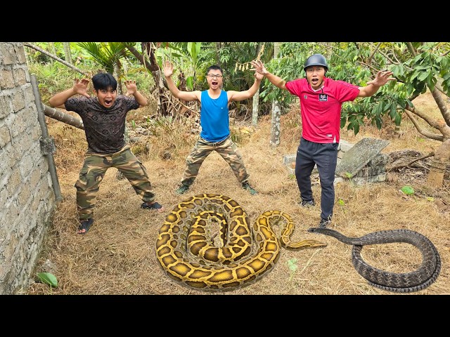 Brave Expert Rescues Young Man From Giant Golden Pythons