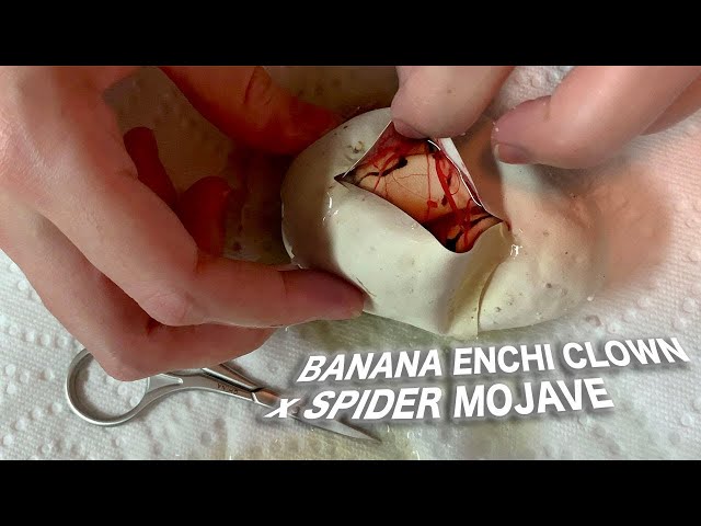 Cutting Her First Egg (Banana Enchi Clown x Mojave Spider) Ball Pythons | BallPythons9