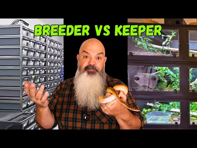 What's the BIG Difference Between keeping Snakes as a breeder and Keeping them as a Pet owner?