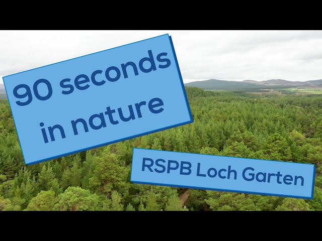 Abernethy Forest | 90 seconds in nature