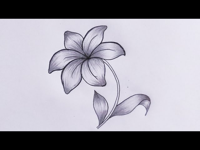 How To Draw A Lily Flower Drawing Step By Step Tutorial | Flower drawing for beginners