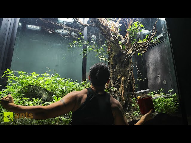 How I Stopped Invasive Ants From Taking Over My Giant Vivarium