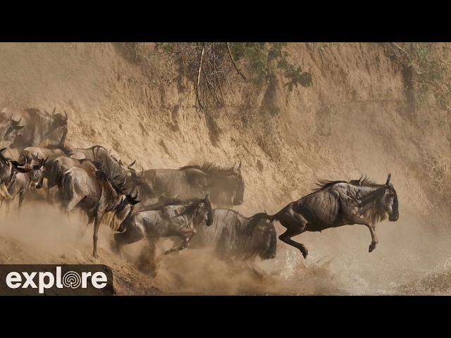 LIVE Main Crossing: Masai Mara Great Migration River Crossing - Africam | explore.org