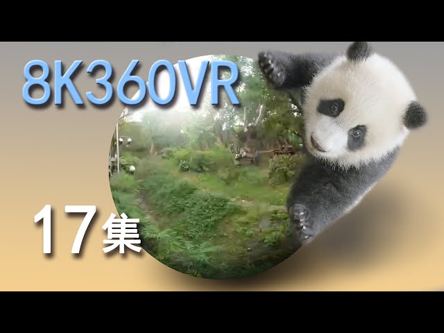 VR panda space15min episode 17 VR熊猫空間17集