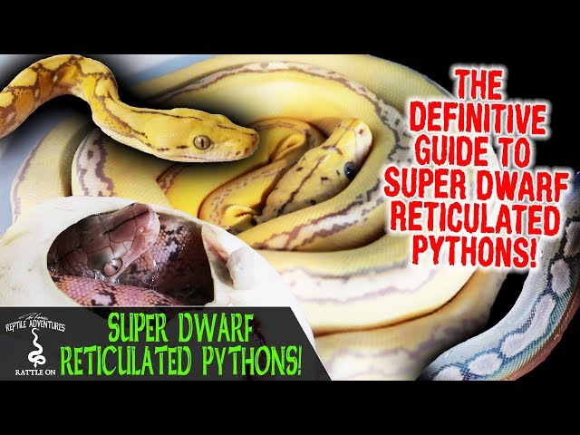 SUPER DWARF RETICULATED PYTHONS WITH REACH OUT REPTILES! (the definitive SD retic guide)