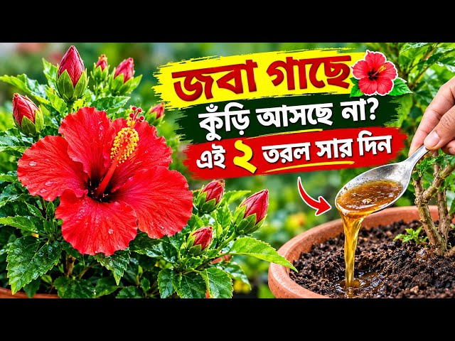 🌺 This 1 Magic Liquid Fertilizer Will Make Your Hibiscus Bloom Abundantly! | Hibiscus Plant Ferti...