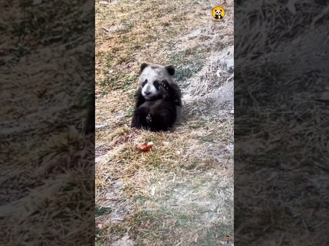 The dirtiest pandas in the world 🐼🤣세상에서 가장 더러운 판다들이에요 #둥이 #cute #animals #nature #funny