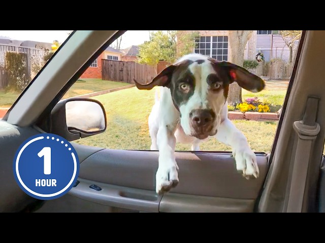 HILARIOUS Dogs Being Weird 🤪 | 60 Minutes Of Funny Dog Videos