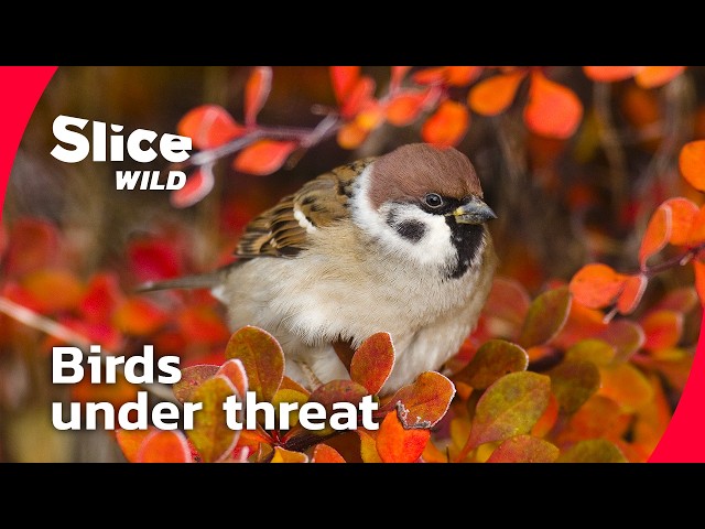 The Hidden Wars of Garden Birds I FULL DOC | SLICE WILD