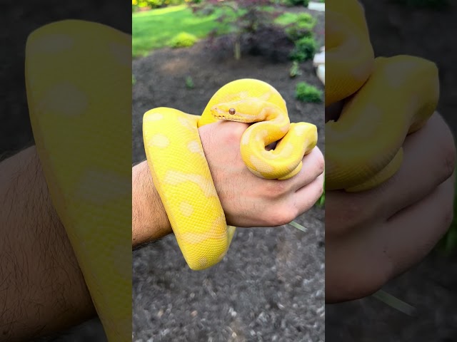 😍😍😍😍 #ballpython #pets #reptiles #animals #snake #wildlife #shorts #fyp #viral