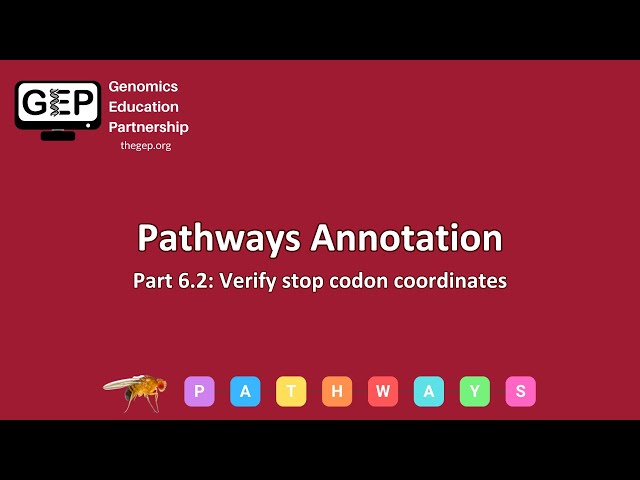 GEP | Pathways Gene Annotation Part 6.2 - Verify stop codon coordinates