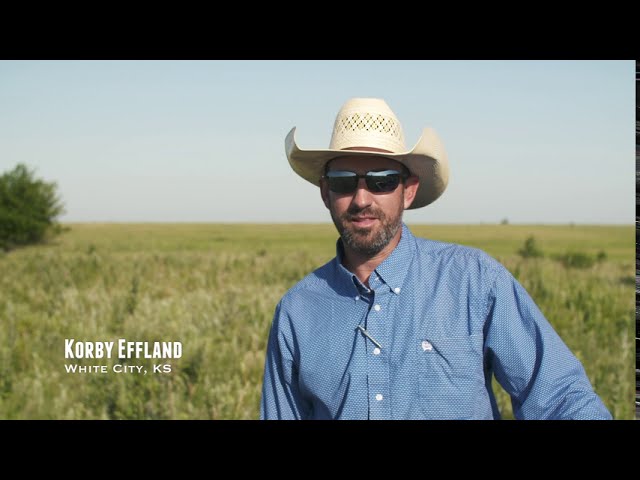 Beefmaster Cattle in Kansas