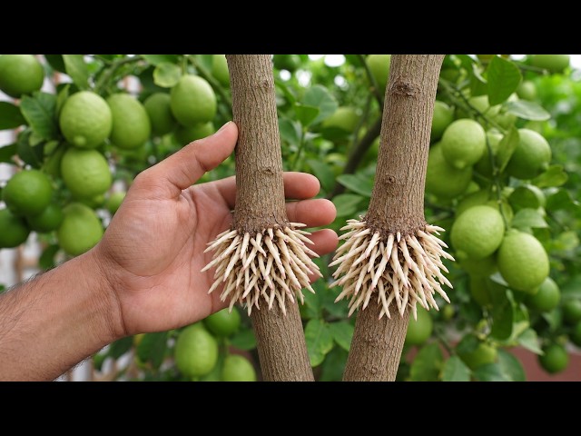 🍋I Tried 2 Lemon Tree Air-Layering Methods—See Which One Grew More Roots!