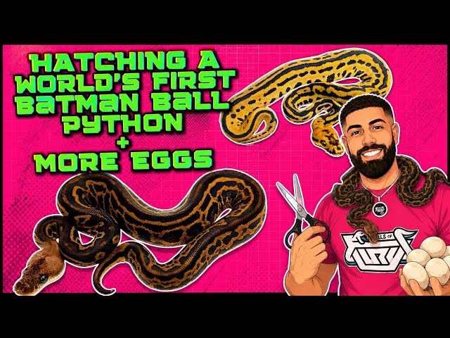 Hatching a WORLD’S FIRST Batman Ball Python!?