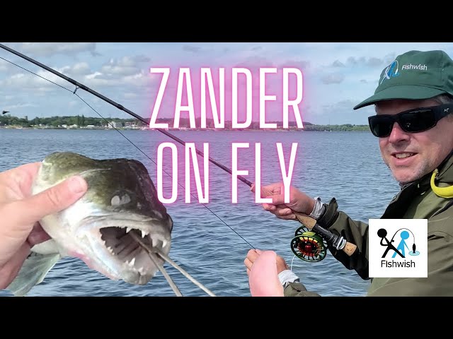 Fly Fishing for Zander