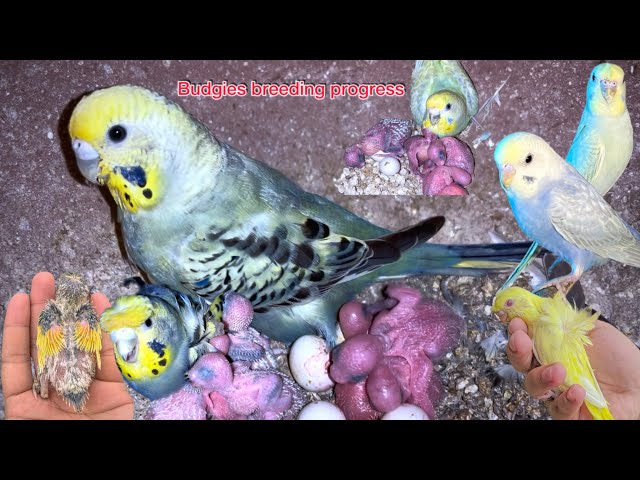 Budgies Colony Breeding Progress || Hagoromo breeding progress