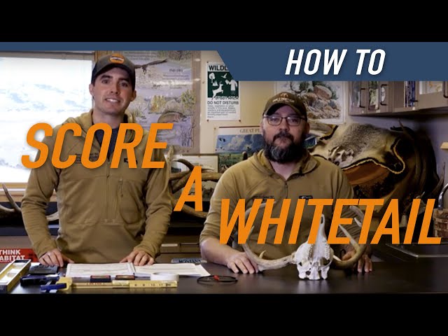 HUNTERS CONNECT X BOONE & CROCKETT CLUB | How To Score a Whitetail Deer