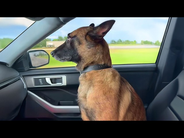 I got a Malinois but God Accidentally gave me a Comedian! 🤣 Funny BELGIAN MALINOIS