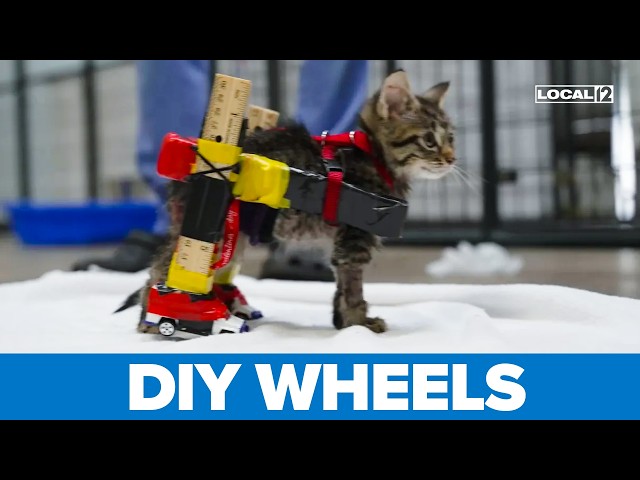 Cincinnati animal shelter builds tiny wheelchair from everyday items for kitten in need