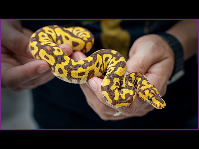 Our First MONARCH Clown ... What’s Next?! | #Hetflix 186