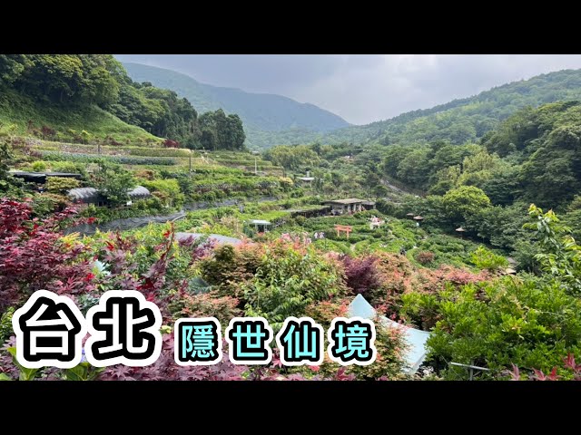 【台北自由行】隱世景點➕公車路線圖🚌陽明山一日遊🌺繡球花🌺大梯田花卉生態農園｜擎天崗大草原｜冷水坑｜竹子湖｜台灣花季｜台北近郊｜行山｜陽明山國家公園景點｜台北旅行｜ G&D薄荷薑油｜ACC