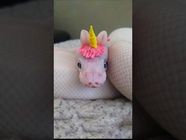 Ball Python | The Most Cutest Snake On Earth. #ballpython #shorts
